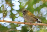 Yellow-shouldered Grassquitborder=